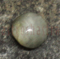 No Image Found